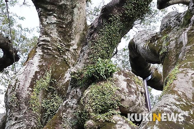 팽나무 거목에 야생란의 한 종류인 석곡이 터를 잡고 건강하게 자라고 있다. 때마다 꽃을 피워 바람에 향기를 실어 보낼 것이니 사람들은 이 팽나무를 그 향기로 기억할 것이다.