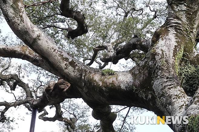근민헌 앞의 팽나무 거목엔 석곡 말고도 풍란도 여러 포기 보인다. 누군가 이 나무에 부착해 놓은 듯한데 습도와 온도가 자라기에 알맞으니 뿌리를 튼튼하게 뻗으며 포기가 커졌다. 풍란은 1cm 크기의 작은 꽃을 봄에 피우는데 달콤한 향이 일품이다.