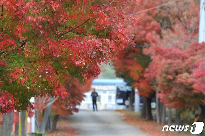 13일 경북 영천시 자양면 성곡리 구 자양초등학교 입구에 늘어선 단풍나무가 붉게 물들어 있다. 2019.11.13/뉴스1 © News1 정우용 기자