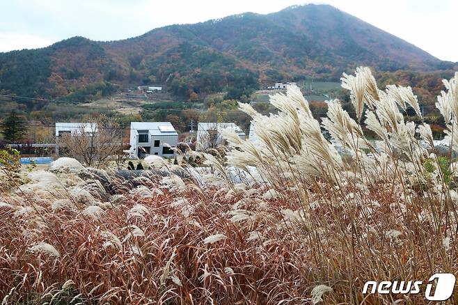 13일 경북 영천시 보현산 별빛테마마을에 있는 '누워서 별보는 팬션'이 억새로 둘러 쌓여 동화속 한 장면을 연상케 하고 있다. 2019.11.13/뉴스1 © News1 정우용 기자