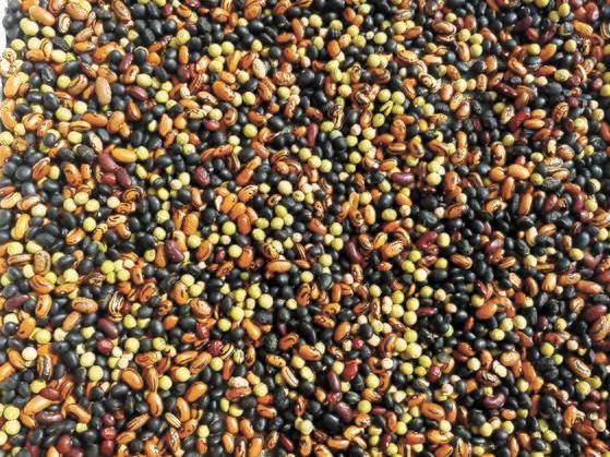 부부가 농사지은 갖가지 콩. 봉당에 펼쳐놓고 말리는 중이다.