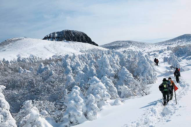 한라산 어리목에서 윗세오름으로 이어지는 등반로를 따라 등산객들이 겨울 설경을 즐기며 등반하고 있다. 온통 하얀 눈으로 덮힌 한라산은 등산객들에게 ‘겨울왕국’의 주인공이 된 듯 색다른 묘미를 준다.