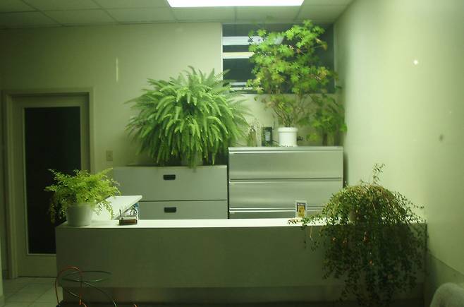식물의 공기정화 효과는 실제 상황과는 판이한 실험실 환경에서 진행됐다. 드렉셀대 제공