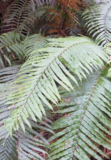 뉴질랜드를 상징하는 실버 펀