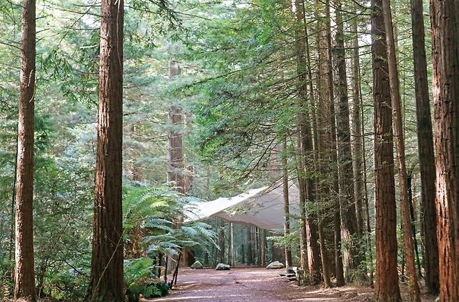 피톤치드 가득한 레드우드 수목원