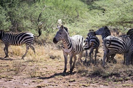얼룩말은 톰슨가젤, 누와 함께 세렝게티에서 가장 흔히 볼 수 있는 동물이다. 백종현 기자