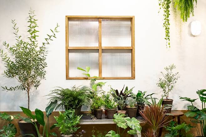 공기정화식물은 없는 것보다 있는 것이 낫겠지만, 공기정화는 환기를 통해 할 수 밖에 없다. /사진= 이미지 투데이