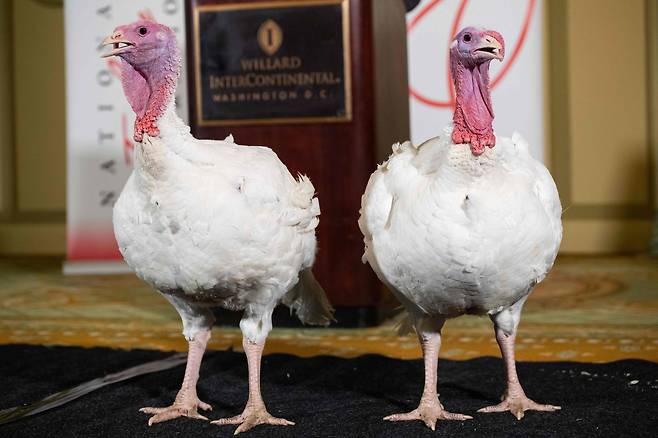 미국 추수감사절 칠면조 사면식에 선택 받은 칠면조 브레드와 버터가 25일(현지시간) 워싱턴 윌라드 인터컨티넨탈 호텔 기자회견장에 모습을 나타냈다. [AFP=연합뉴스]