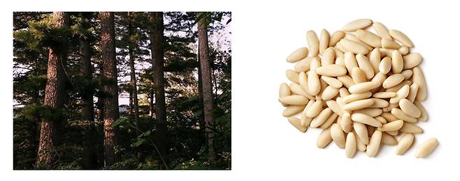 소나무와 잣나무 / 잣.