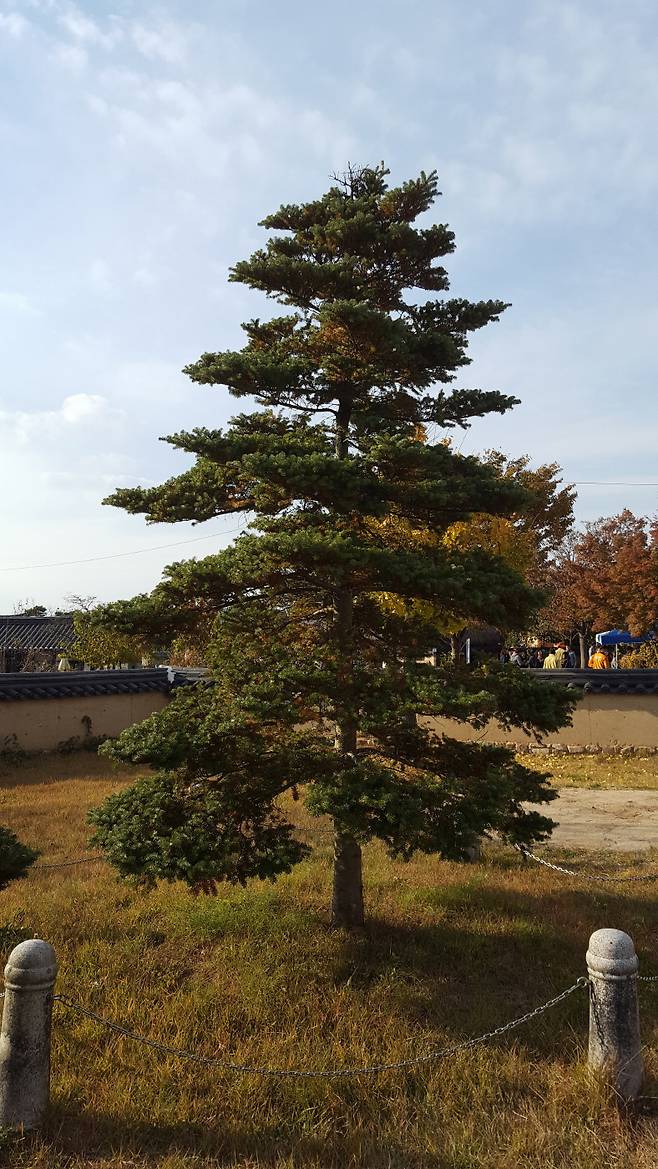 충효당 앞 구상나무. 1999년 4월 21일 엘리자베스 2세 여왕이 하회마을 방문 기념으로 심은 것이다