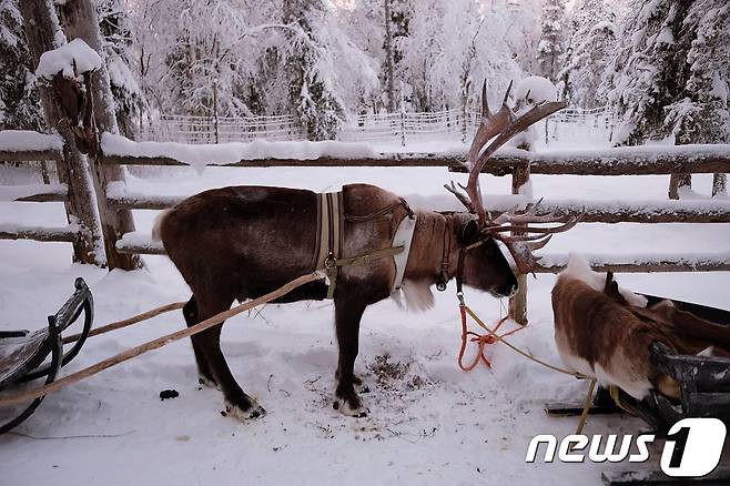 썰매 끄는 순록 © News1 윤슬빈 기자