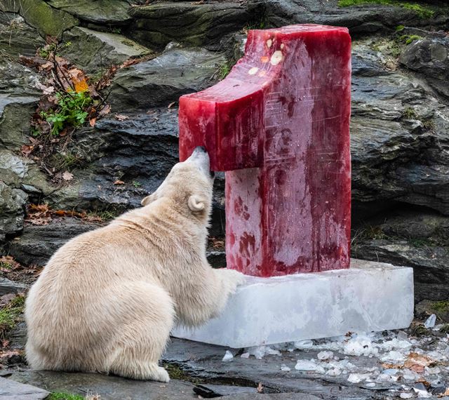 독일 베를린 동물원에서 1일(현지시간) 지난해 12월 1일 태어난 북극곰 헤르타가 생일선물로 받은  물고기와 과일, 채소로 채워진 얼음덩이를 살펴보고 있다.  AFP 연합뉴스