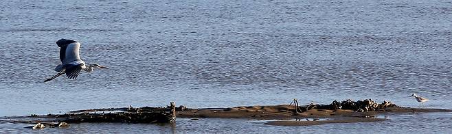 중도방죽 옆 펄에서 날고 있는 왜가리. 김선식 기자