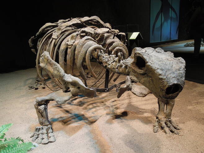 프라하 박물관에 전시된 탈라루루스 공룡의 모형. 짧은 다리와 뚱뚱한 몸집이 하마와 비슷한 형태이다. 라딤 홀리스, 위키미디어 코먼스 제공.