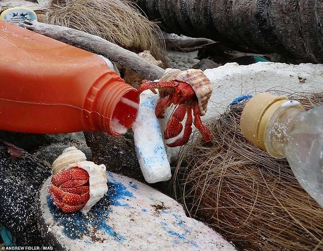 플라스팃 쓰레기 더미가 쌓여 있는 해변에서 살고 있는 소라게. [사진 호주 태즈메이니아대학교 해양남극연구소(IMAS)]