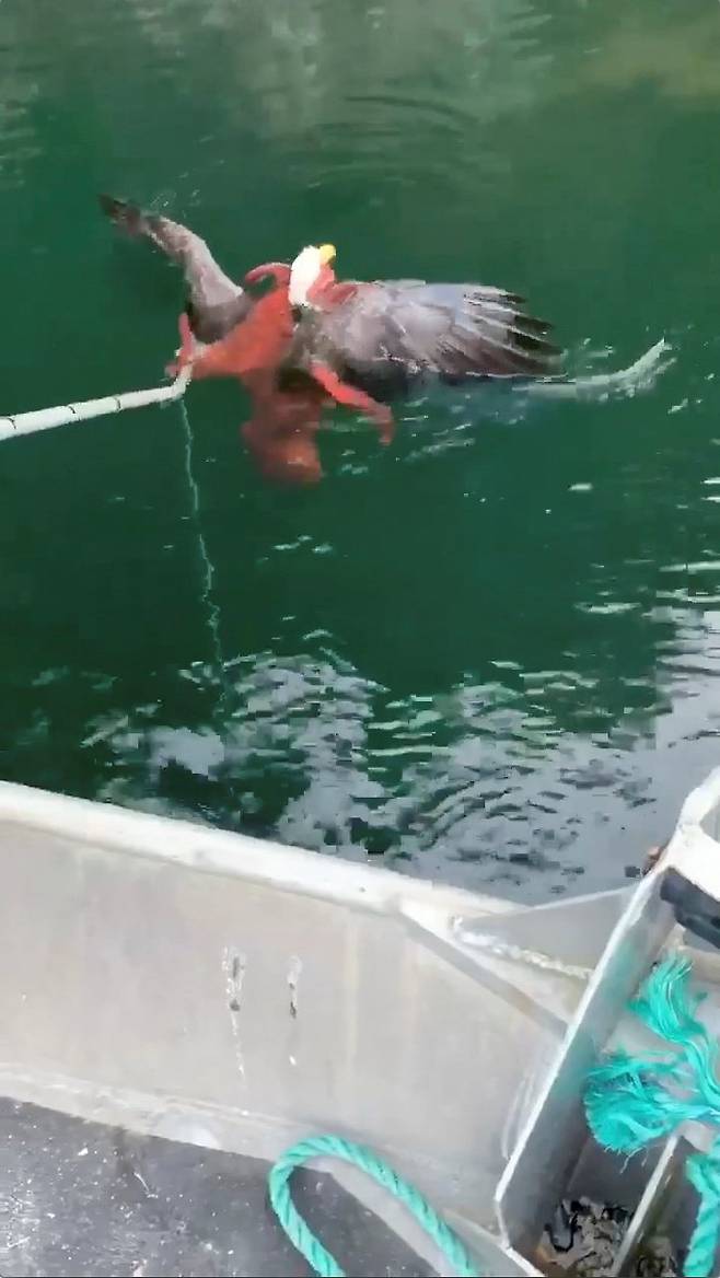 지난 9일 캐나다 브리티시 컬럼비아 코앗시노 해안에서 연어 양식업자들이 뒤엉켜 있는 독수리와 문어를 장대로 갈라놓고 있다. [로이터=연합뉴스]