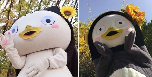 경기 고양시청이 내놓은 괭수(왼쪽 사진)는 최근 큰 인기를 끈 펭수(오른쪽 사진)을 따라해 저작권 논란을 빚었는데,&nbsp;특히 고양시청 페이스북에 공개된 해바라기꽃을 꼽은 사진은 각도와 구도 면에서 매우 유사하다.