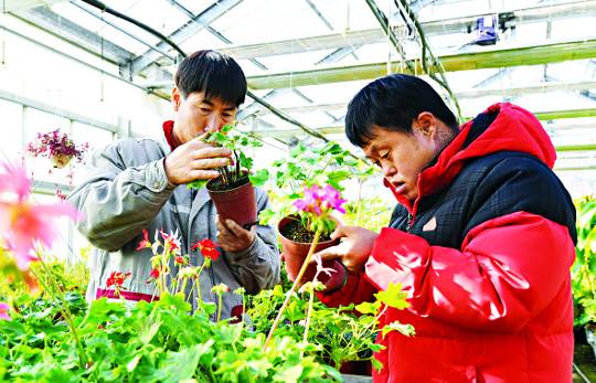 원예농산부 지적장애인들이 직접 기른 식물들을 살펴보며 꽃대 제거와 가지치기를 하고 있다.