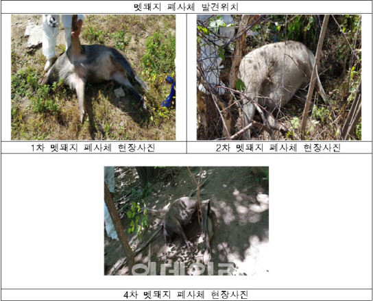 지난 10월 11일 강원도 철원군 원남면에서 발견된 멧돼지 폐사체(자료=환경부 제공)
