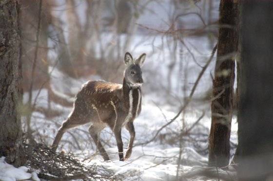 환경부 멸종위기종 1급 사향노루. [사진 국립생태원]
