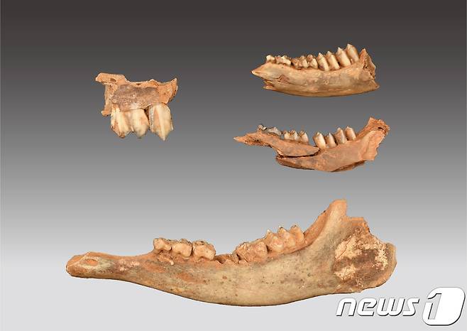 정선 매둔 동굴 유적 중 동물 화석 부분 (연세대 제공) © 뉴스1