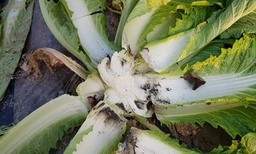 당진석탄화력발전소 주변에서 찍은 배추. 당진화력발전소 민간환경감시센터 제공