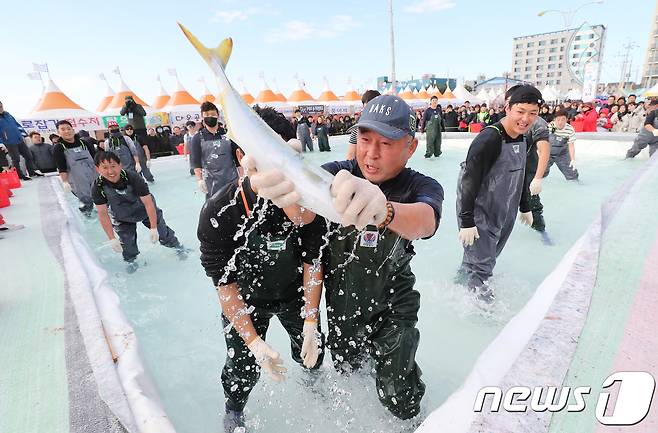 '최남단 방어축제’에서 참가자들이 방어 맨손잡기 체험을 하고 있다. 2017.11.30/ 뉴스1 © News1