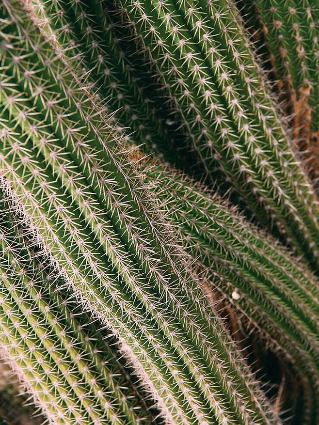 우리카 정원의 문라이트 선인장. 퓨어샷 나이트 리부트 세럼의 핵심 성분이다.