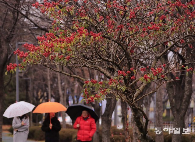 6일 우산을 쓰고 산책을 나온 광주 시민들. 광주를 비롯해 전국적으로 6~8일 사이 3일 연속 겨울비가 내렸습니다. 광주=박영철 기자 skyblue@donga.com