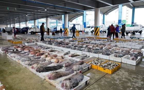 강원도 동해 묵호항 경매장에 쫙 깔린 곰치(미거지). 최승표 기자