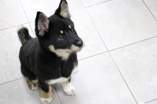 뒷다리를 다친 채 버려진 흑치는 구조된 후 건강을 되찾고 새 가족을 기다리고 있다. 동물자유연대 제공