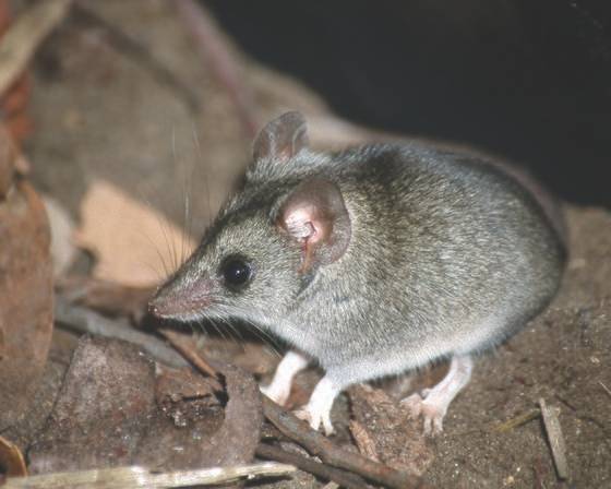 캥거루섬두나트(Kangaroo Island dunnart) [Thratened species recovery hub]