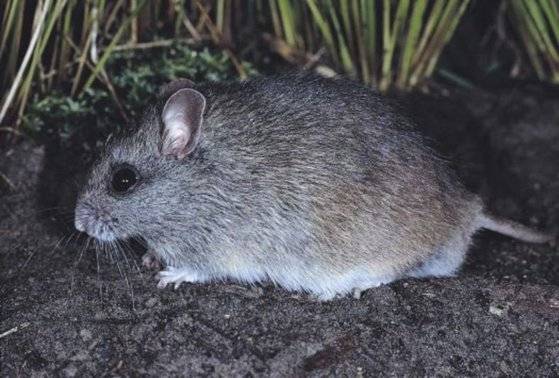 헤이스팅스강쥐(Hastings River mouse). [Australian museum]