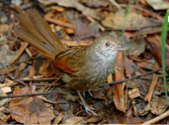 북동쪽수염솔새[뉴사우스웨일즈 국립공원]