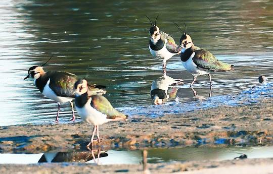 댕기물떼새들이 강원도 강릉 남대천에서 겨울을 보내고 있다. 머리 뒤에 돌출된 검은 깃을 가지고 있으며 크기는 약 30㎝다.