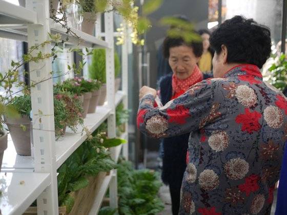 봄동을 심은 온실의 모습.