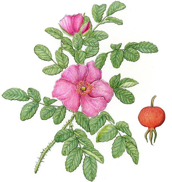 장미와 같은 장미속 식물인 우리나라 자생식물 해당화 역시 줄기에 가시가 있다. 장미와 같은 장미속 식물인 우리나라 자생식물 해당화 역시 줄기에 가시가 있다.