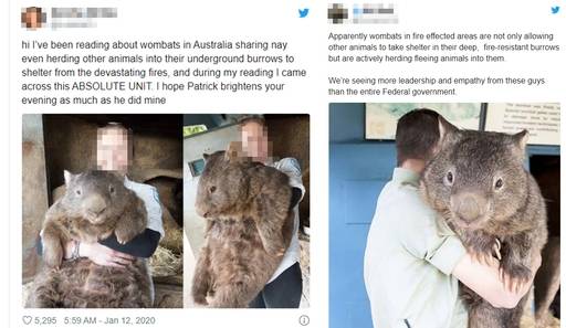 다섯달 가까이 지속하고 있는 산불로 호주가 대형 재난사태를 맞은 가운데 호주 국민의 사회관계망서비스(SNS)에는 자신의 땅굴을 다른 동물과 공유하는 습성을 지닌 것으로 알려진 웜뱃에 대한 따듯한 일화가 확산하고 있다. 트위터 캡처