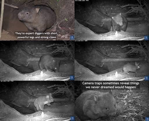 지난해 4월 웜뱃의 땅굴을 관찰한 영상이 호주 멜버른대 유튜브 채널에 공개됐다. 이 영상에선 웜뱃의 땅굴을 코알라와 토끼 등이 함께 사용하고 있음을 확인할 수 있었다. 멜버른대 유튜브 채널 갈무리.