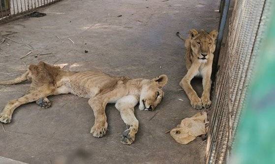 갈비뼈가 드러날 정도로 깡마른 사자가 수단 알쿠라시 공원 우리에 갇혀 있다. [사진 오스만 살리 SNS 캡처]