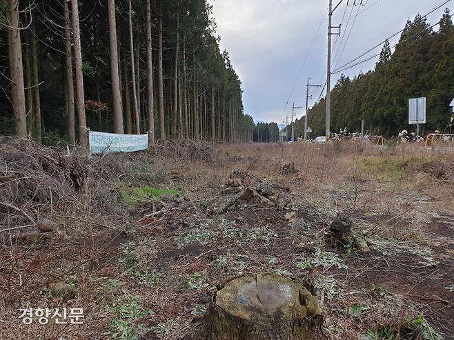 지난 17일 제주 비자림로(대천교차로에서 금백조로 입구를 연결하는 구간 2.9㎞)의 모습. 현재 공사가 중단된 상태로 삼나무 900여 그루가 벌채됐던 1년반 전 모습 그대로를 유지하고 있다.