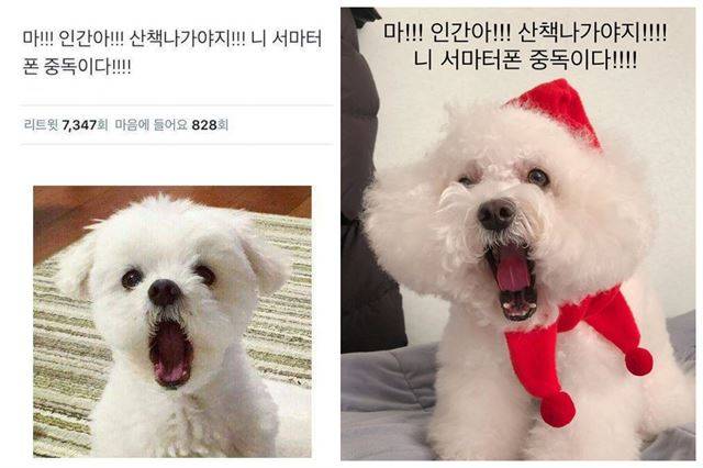 SNS에 누리꾼들이 올린 스마트폰 중독 관련 게시글과 사진. 온라인 커뮤니티 캡처