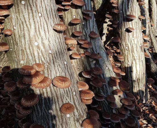 제주 한라산 참나무 원목에서 재배중인 표고버섯. 제주도 제공