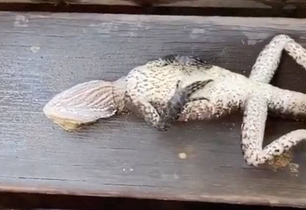 출처=뉴사우스웨일스주 핌블 고든소방서