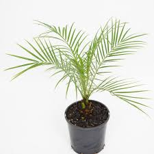 피크미 데이트 팜(Pygmy date palm)