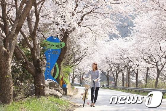 마이산은 전국에서 가장 벚꽃이 늦게 피는 곳이다. 남부진입로에 있는 이산묘에서 탑사까지 2.5km의 벚꽃터널이 핑크빛 장관을 이루고 있다. 한 관광객이 자전거를 타고 꽃 터널을 지나고 있다. /뉴스1