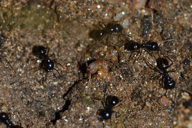 뿔개미와 개미집귀뚜라미. 국립생물자원관 제공