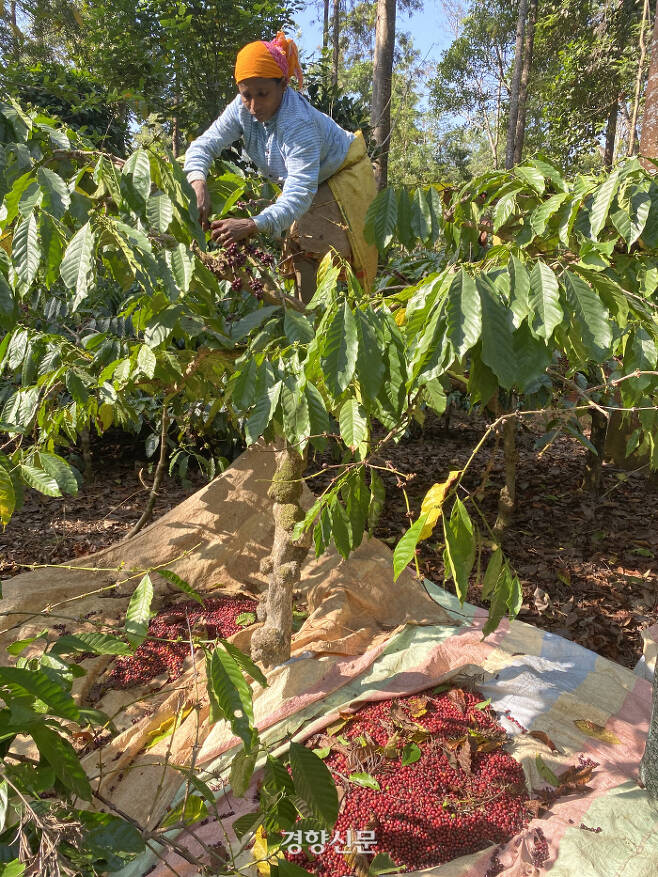 로부스타 커피는 아라비카에 비해 키가 크고 열매도 많이 열린다. 수확할 때도 한 알씩 손으로 따는 대신 손으로 가지를 훑어 우수수 바닥에 떨어뜨려 모은다.