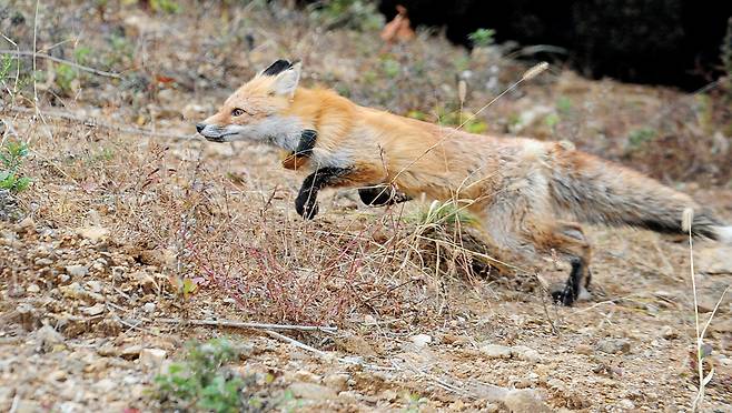 소백산에 방사된 여우.