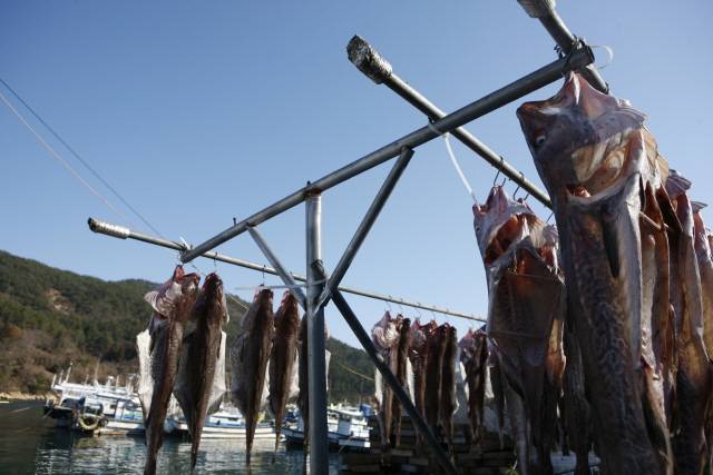 거제 외포항 포구의 대구. /사진=한국관광공사